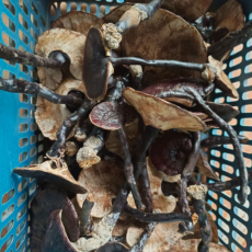龙亭区有实力的灵芝交易怎么样