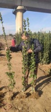 重庆1.8米高北海道黄杨多少钱一株