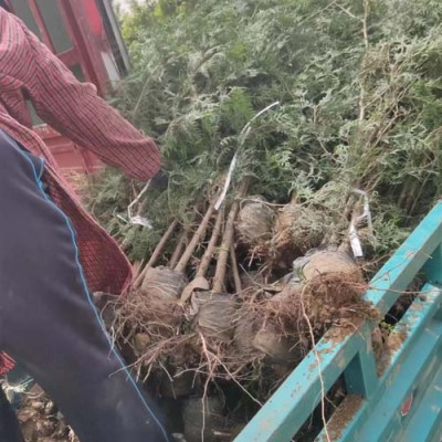 潍坊1.2米高侧柏苗木批发基地