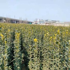 濱州80厘米北海道黃楊哪里有售