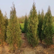 泰安1.5米高側柏苗木價格