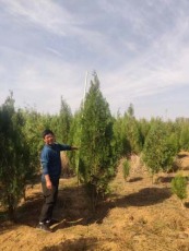江蘇0.3公分側柏苗木供應