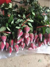 臨滄塑料網袋在哪買便宜