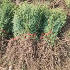 煙臺2.5米高側柏苗木價格