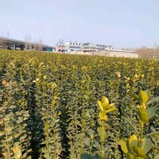 漯河綠籬用北海道黃楊基地直銷