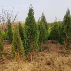 濟源2公分側柏苗木種植基地