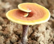 宜春灵芝鉴定交易平台
