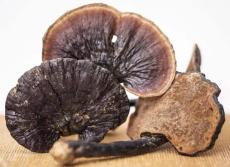 山东灵芝拍卖鉴定机构