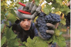 廈門年會用法國紅酒楓藍古堡紅葡萄酒高端酒價格