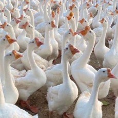 象山周邊大三花鵝鵝苗批發廠商