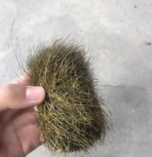 屯昌縣動物寶高價收購