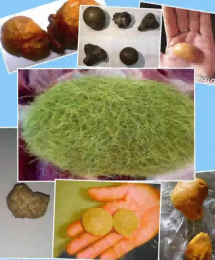 揭西縣動物寶長期收購
