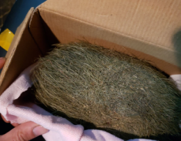 高新區雞寶高價收購