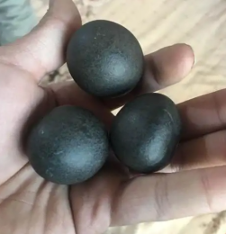 崖州區動物寶長期收購