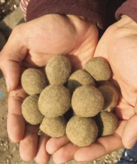 鐵山區動物寶專業鑒定