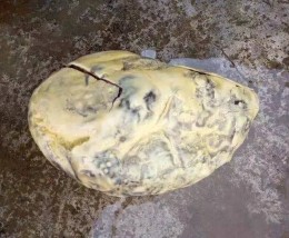 瓊中黎族苗族自治縣動物寶長期收購