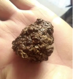 龍巖長期雞寶正規收購