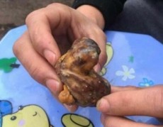 安慶長期雞寶收購參考價格