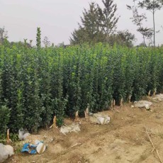 南陽叢生北海道黃楊出售