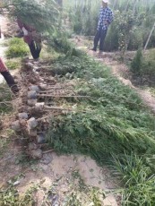 鄭州2公分側柏苗木苗圃基地電話