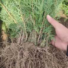 濰坊3公分側柏苗木種植基地