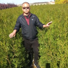 云南6公分側柏苗木出售