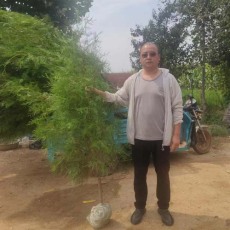 周口30厘米側柏苗木苗圃基地電話