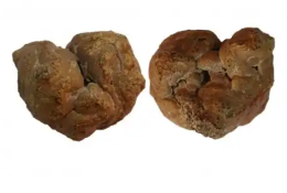 清溪鎮(zhèn)動物寶免費鑒定