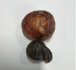 萊蕪長期羊寶收購電話