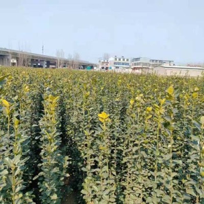 日照丛生北海道黄杨培育基地