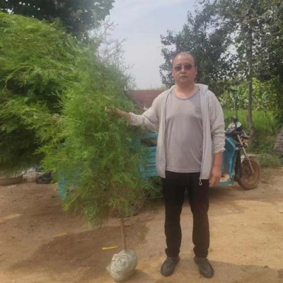 南阳10公分侧柏苗木批发