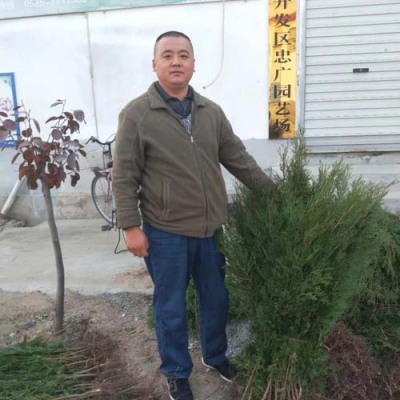 许昌5公分侧柏苗木售价
