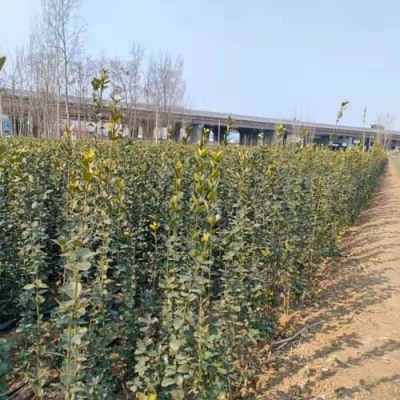 日照丛生北海道黄杨培育基地