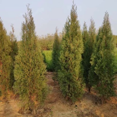菏泽6公分侧柏苗木批发