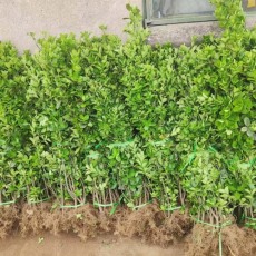 滨州1米高北海道黄杨种植基地