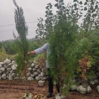 枣庄50厘米侧柏苗木哪里有售