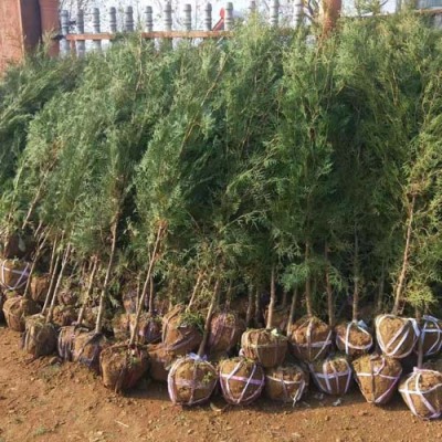 邯郸2.5米高侧柏苗木价格
