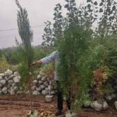 鹤壁7公分侧柏苗木产地