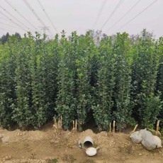 重庆80厘米北海道黄杨多少钱一棵