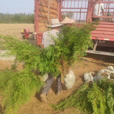 淄博1.5米高侧柏苗木批发基地