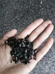 苏州市吴中区周边装修垃圾清运价格表
