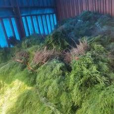淄博1米高侧柏苗木种植基地