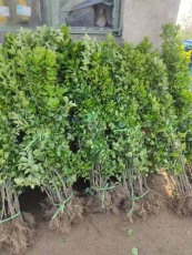广西丛生北海道黄杨种植基地