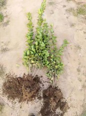 临沂多分枝北海道黄杨批发基地价格