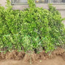 枣庄绿篱用北海道黄杨种植基地