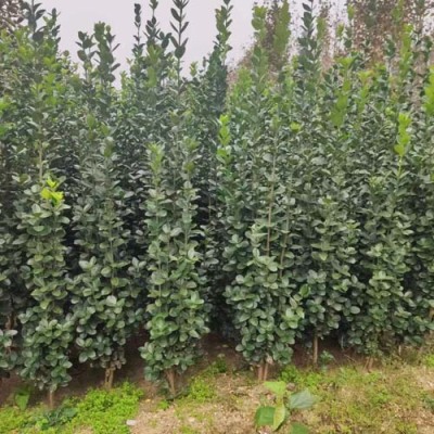 临沂多分枝北海道黄杨批发基地价格