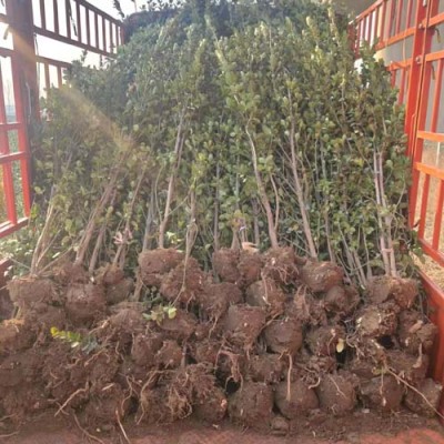 枣庄绿篱用北海道黄杨种植基地