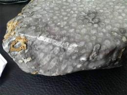 賣海洋化石哪里安全可靠