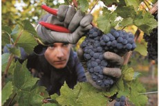潮汕年會用法國紅酒圣爾曼紅葡萄酒