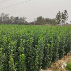 许昌50厘米北海道黄杨基地